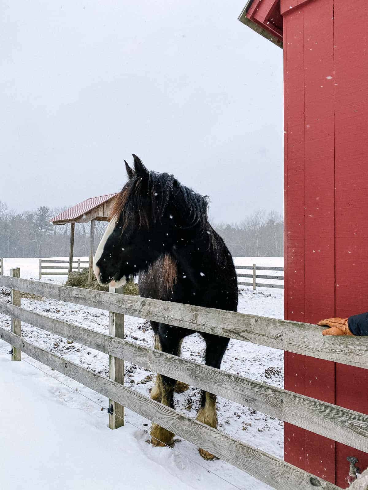 black and white shire horse in the snow next to red barn