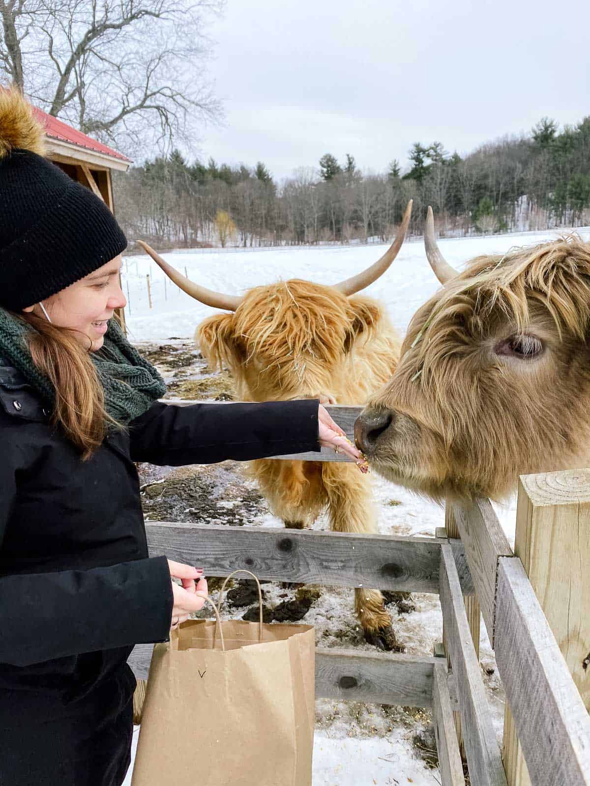 woman in black winter coat feeding two highland cattle at a farm