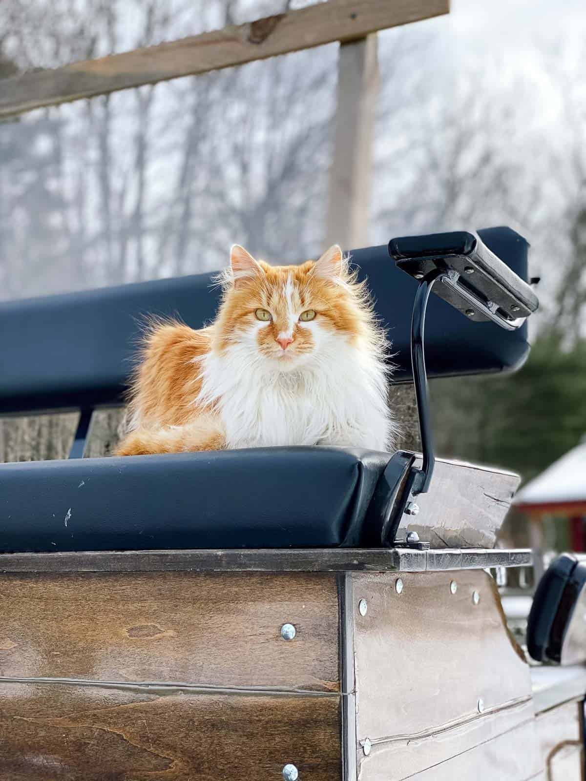 orange and white fluffy cat sitting on a carriage bench