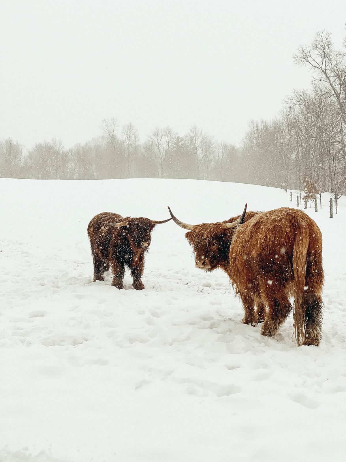 two brown scottish highland cattle in the snow 