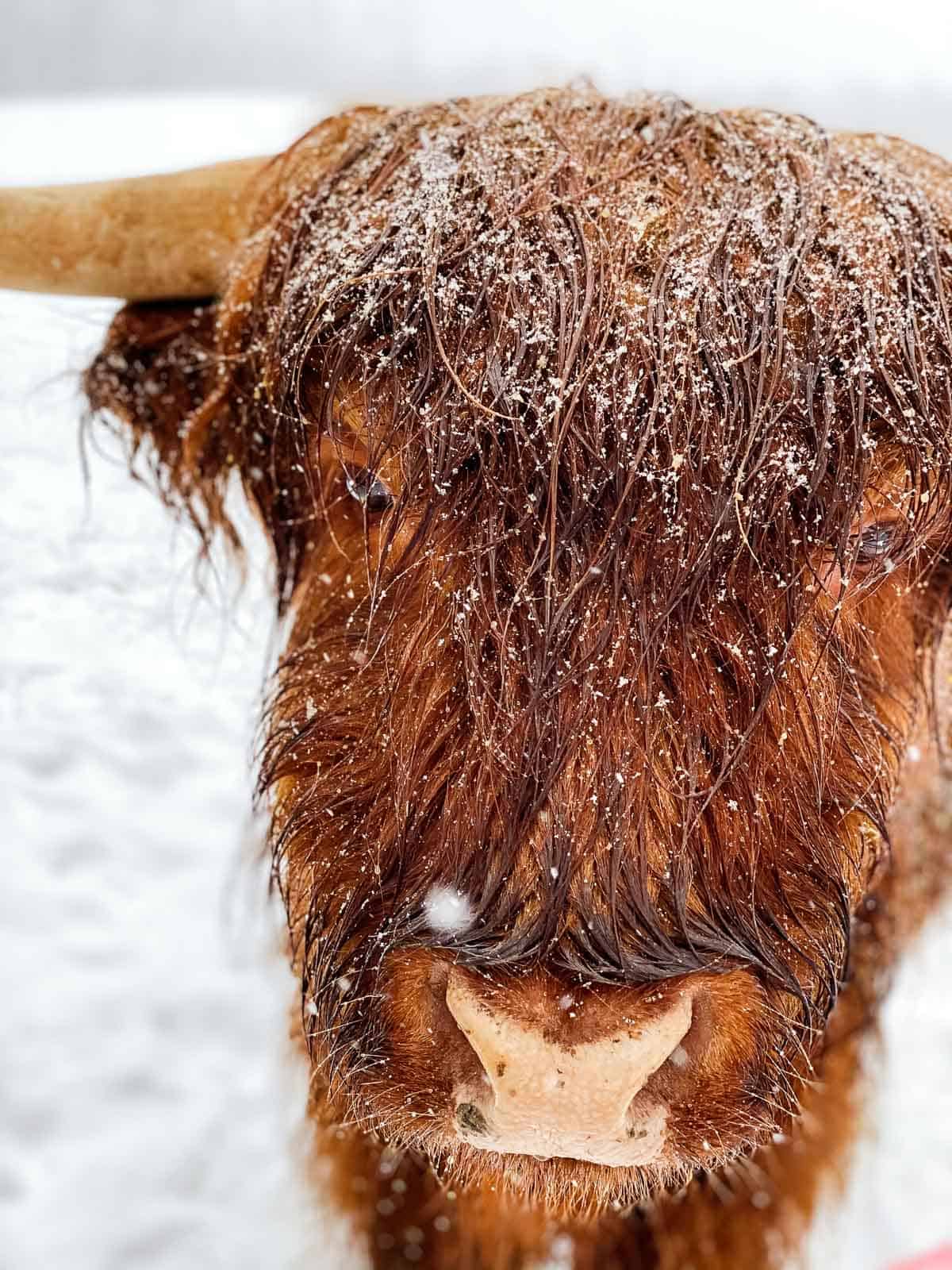 close up of brown highland cattle with snow on his fur